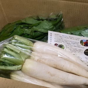 【調理簡単＆子どもも食べやすい！】食べ切りサイズの甘〜い黒ボク土大根（葉付き）