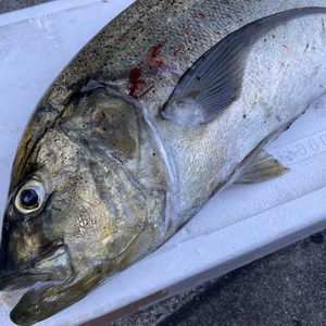 【魚突き】オニヒラアジ4.5kg 鱗、内臓処理済み