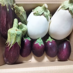 長崎県産ナスの食べ比べ3種セット