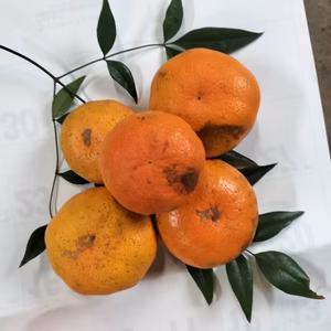 最終大幅値下‼️ ジュース用 甘平★ぷりぷり食感★(箱込4キロ) no 10