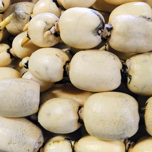 糖度最高！冬『れんこん』推参　今だけの甘さをご堪能あれ