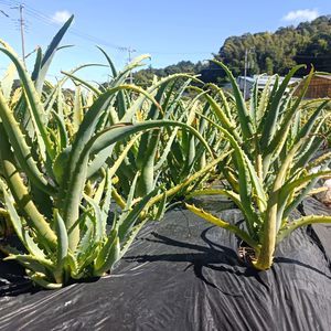 自然栽培キダチアロエ（株ごと）