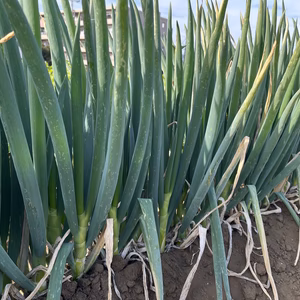 訳あり　長ネギ