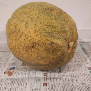 クリスマス特価!!　沖縄のフルーツパパイヤ2.8ｋｇ