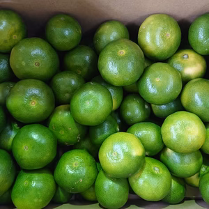 爽やか全開！極早生みかん！農カード付き♪