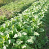 [100サイズ]毎日食べたい たっぷりセット！自然農の野菜 [農薬・肥料不使用]