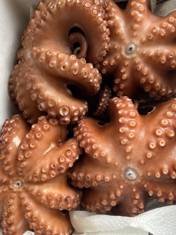 三陸産　マダコ　足のみ　360〜390g