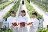 「真紅の美鈴」「とちおとめ」食べ比べセット