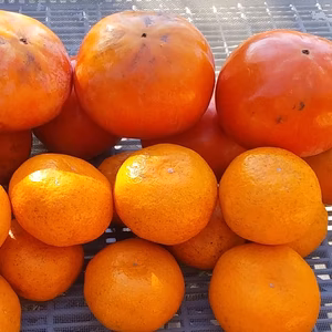 【富有柿格外】(3kg)＋[完熟田口みかん] (2kg）５Ｋがセット