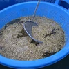 【限定商品】農薬・肥料不使用の種籾米　種もみ米　5kg