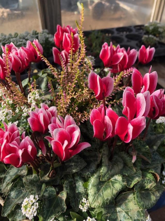 産直!冬を彩るシクラメン(バイカラー赤)の寄せ植え 直径30センチ