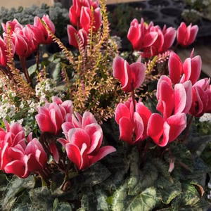 産直！冬を彩るシクラメン(バイカラー赤)の寄せ植え