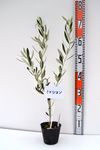 ★品種色々★ オリーブ苗木 1～5または12本 12cmポット ★組合せ自由★