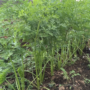 【10/25-26 取りに来る出品専用】その場で蒸して美味しい野菜セット！