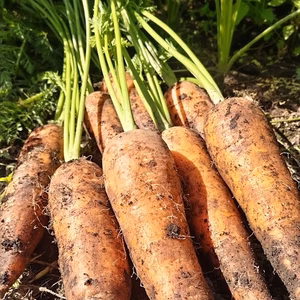 【農薬•化学肥料不使用】信州伊那谷★ニンジン（大小混合）