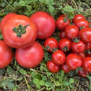 スーパーでは手に入らない大玉トマトとミニトマトのセット（農薬化学肥料不使用）