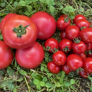 スーパーでは手に入らない大玉トマトとミニトマトのセット（農薬化学肥料不使用）