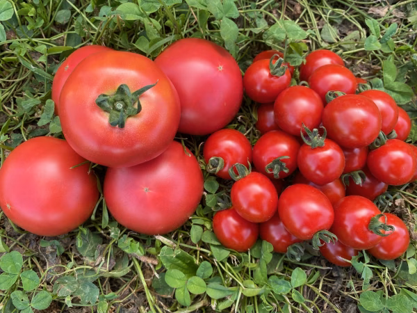 スーパーでは手に入らない大玉トマトとミニトマトのセット（農薬化学肥料不使用）