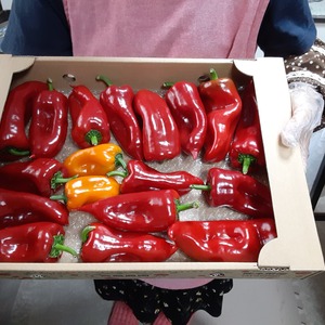 [坂本様限定]春のフルーツパプリカ3kg。