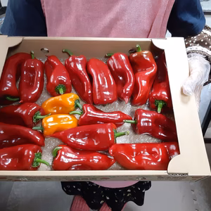 [坂本様限定]春のフルーツパプリカ3kg。
