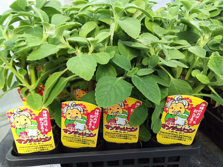 にがーい まずーい でも マンジェリコン茶 お徳用250ｇ 農家漁師から産地直送の通販 ポケットマルシェ