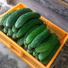 ゴーヤ　3キロ