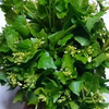 春の香り　天然花わさび（１束約100グラム）