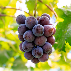 P-2家 花笑み農園　岡山『ニューピオーネ』家庭用　約２kg（３～５房）9/6～