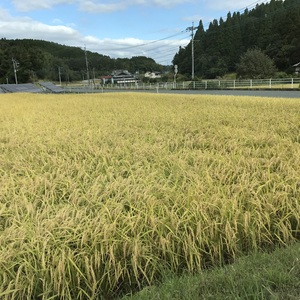 令和2年度産 熊本県産 ヒノヒカリ 玄米