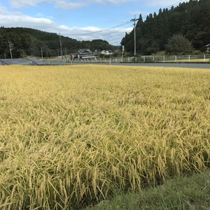 令和7年産 ヒノヒカリ(南関米) 玄米 