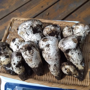 旬◆天然◆白松茸