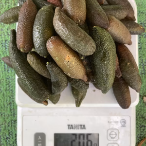 フィンガーライム　エマ