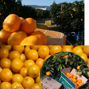 人気（有田みかん）大人気ニッコリ小玉❢木成り収穫！極早生みかん（3S～Sサイズ）