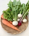 季節の野菜セット  無農薬・化学肥料“不使用”