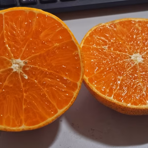 本州向け発送・果試４８号(紅プリンセス)４．３キロ