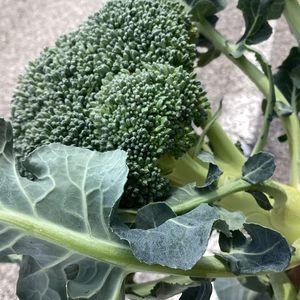 本日最日風呂コリーのみ８０サイズの箱　９７２円