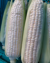 とうもろこし食べ比べセット【10本】