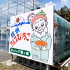 【南信州産アルプスいちご 先行予約販売】数量限定　1箱大粒12～15粒入
