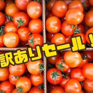 訳ありミニトマト（傷あり）
