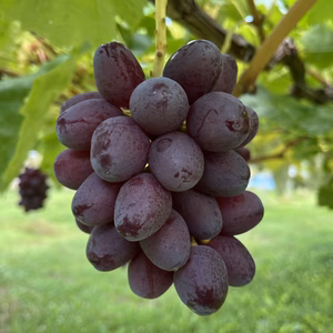 フルーティー！クィーンルージュ！