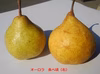 《洋ナシ４種☆食べ比べ☆》お得家庭用