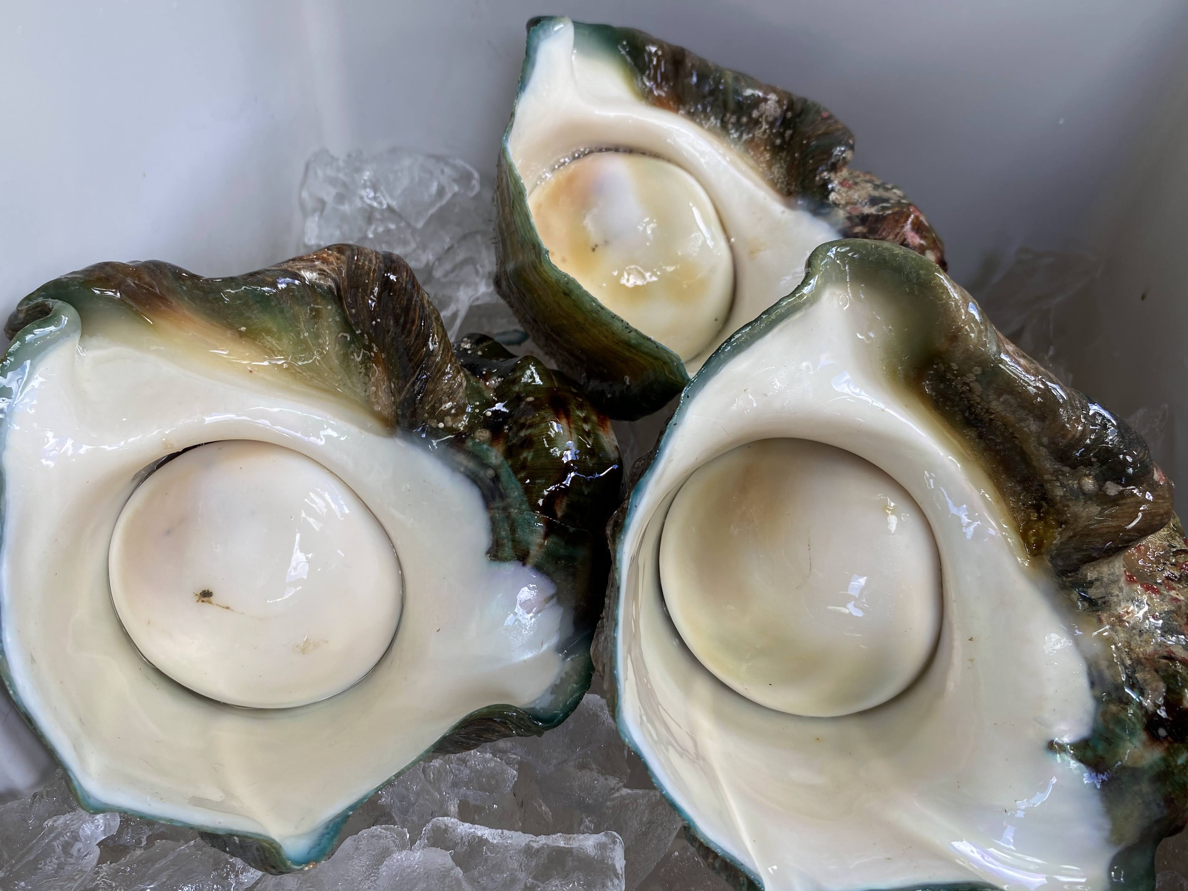 徳之島産〝夜光貝1.6kgとシャコガイ1.0kg〟セット売り！！｜その他の