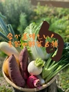 【旬を食べよう】季節のおすすめ野菜セットⓂ︎サイズ