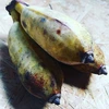 もちもち食感の沖縄県産アップルバナナ1kg　期間限定！