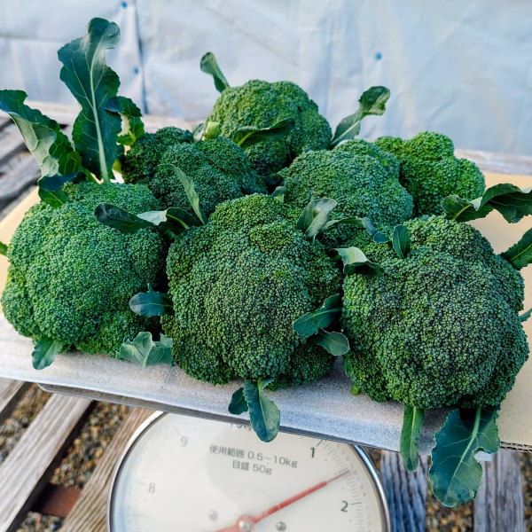 新鮮 朝採り ブロッコリー