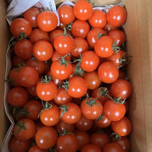訳あり♪ミニトマト『3kg箱』ちょうどいい酸味‼︎プチッと美味しいよ〜ミニトマト