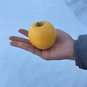 シナノゴールド極小玉家庭用　特別栽培