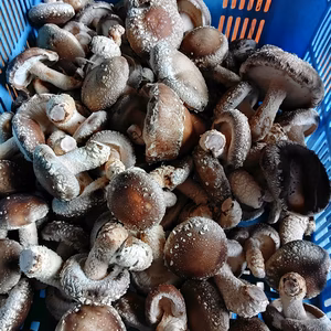 しいたけ[有機栽培、菌床栽培]