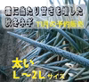 11月予約販売✨霜に当たり甘さを増した秋冬ネギ✨L～2Lサイズ約３.5kg２０本