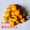 愛媛の小さい極早生みかん 箱込3K no2 ❣️みかんの季節到来❣️